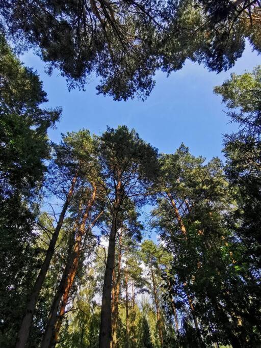 Okno Na Las Wola Polska Exterior foto